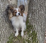 Papillon Danielle Beky Belle Paw